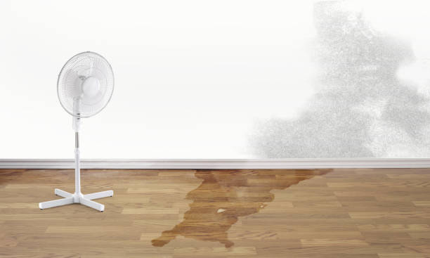 Best Carpet water damage restoration  in Citrus Park, FL